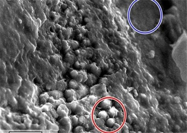 从地球1.46亿公里外传回的照片，或许可以证明：火星上存在生命